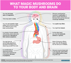 magic mushrooms 